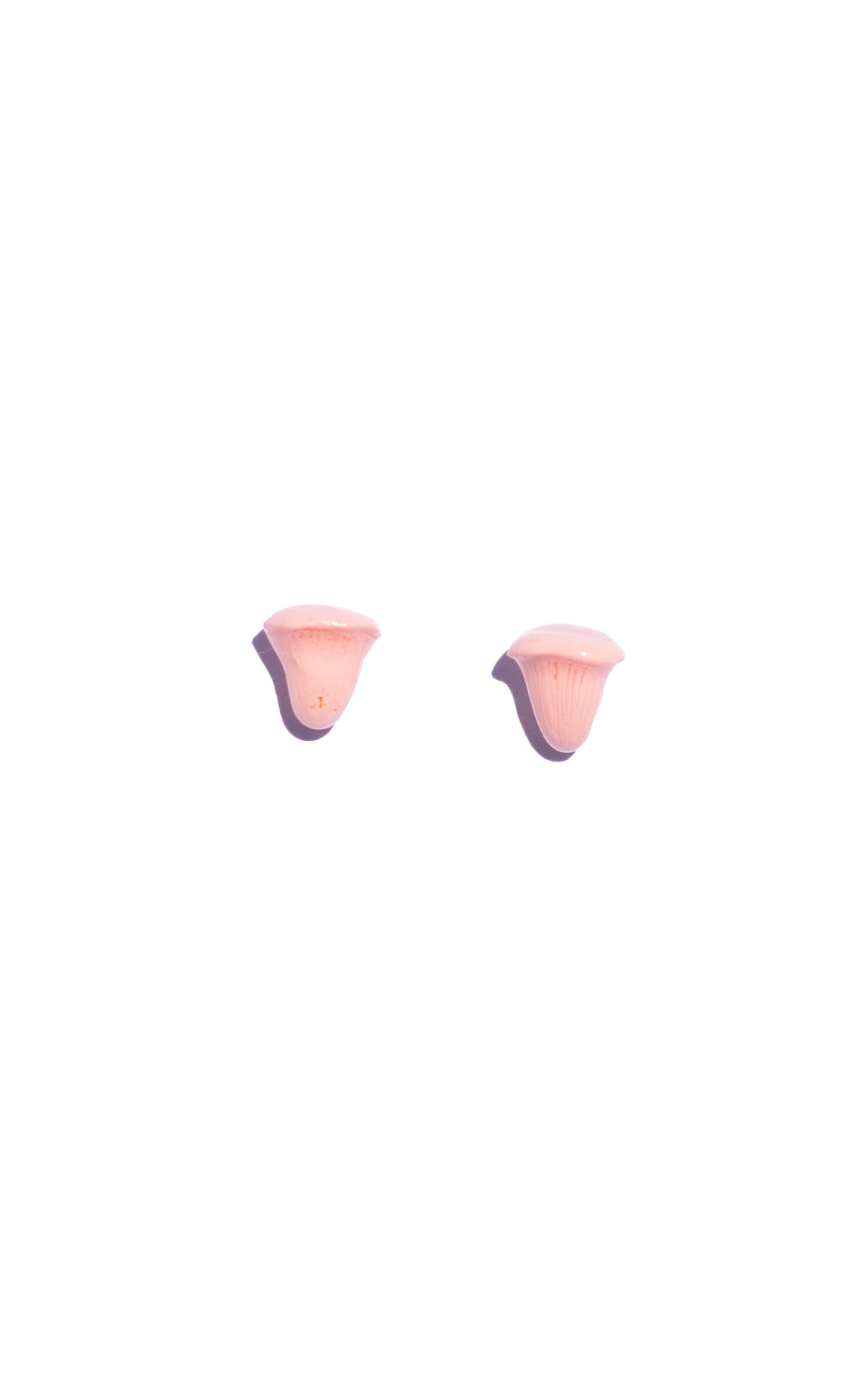 Topitos Pleurotus djamor